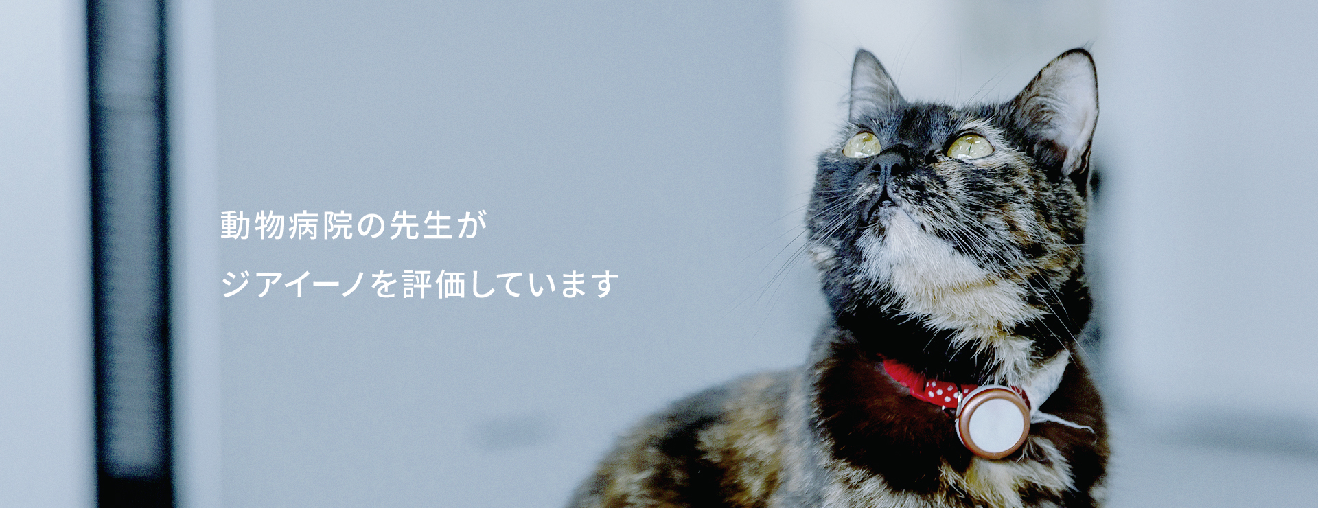 動物病院の先生がジアイーノを評価していることを伝える猫の画像です。