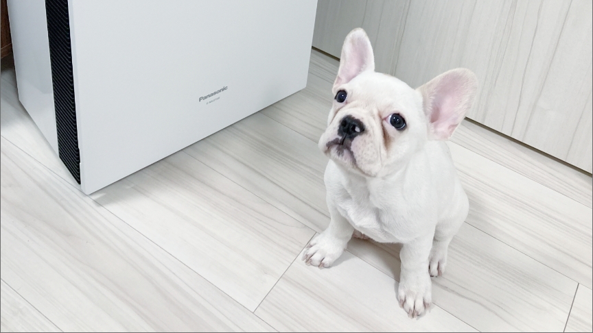 ご愛用者の声 ～愛犬家編～の画像です