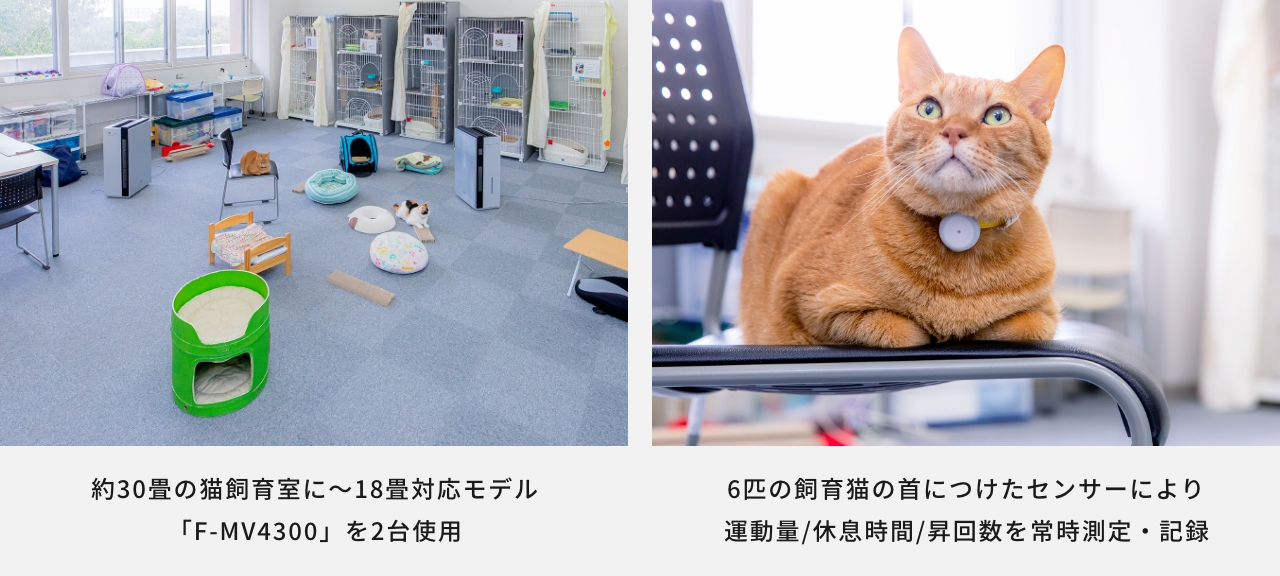 試験条件の説明画像です。約30畳の猫飼育室に～18畳対応モデル F-MV4300 を2台使用。6匹の飼育猫の首につけたセンサーにより、運動量 / 休息時間 / 昇回数を常時測定・記録