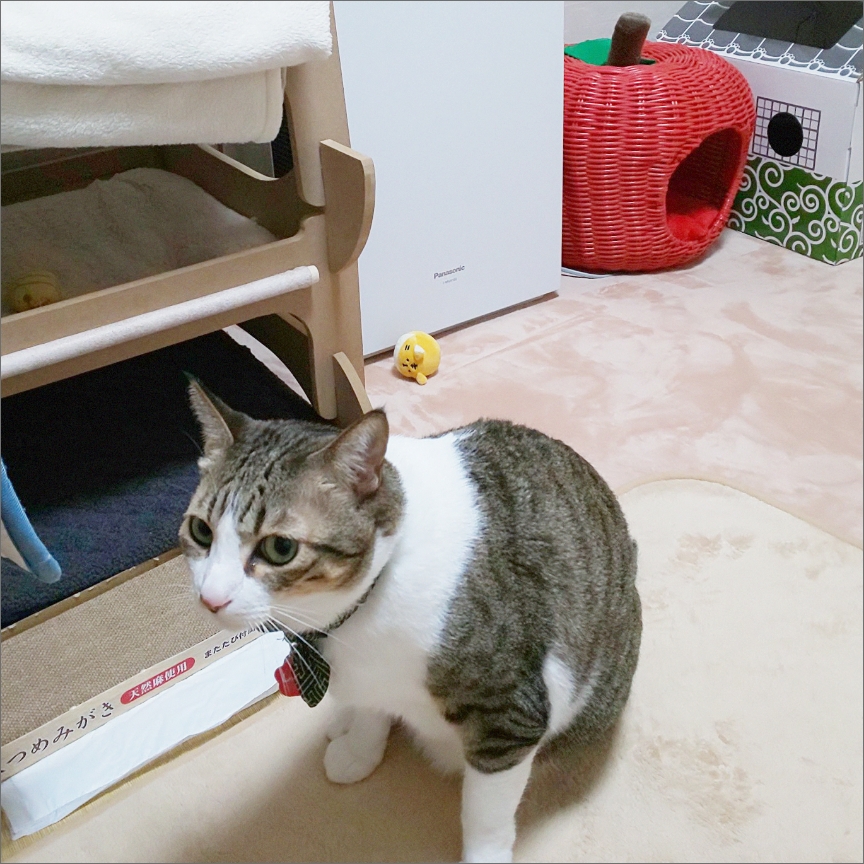 ジアイーノと猫用ベッドのある部屋に座るダルちゃんの画像です。