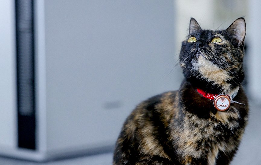 ジアイーノと猫の画像