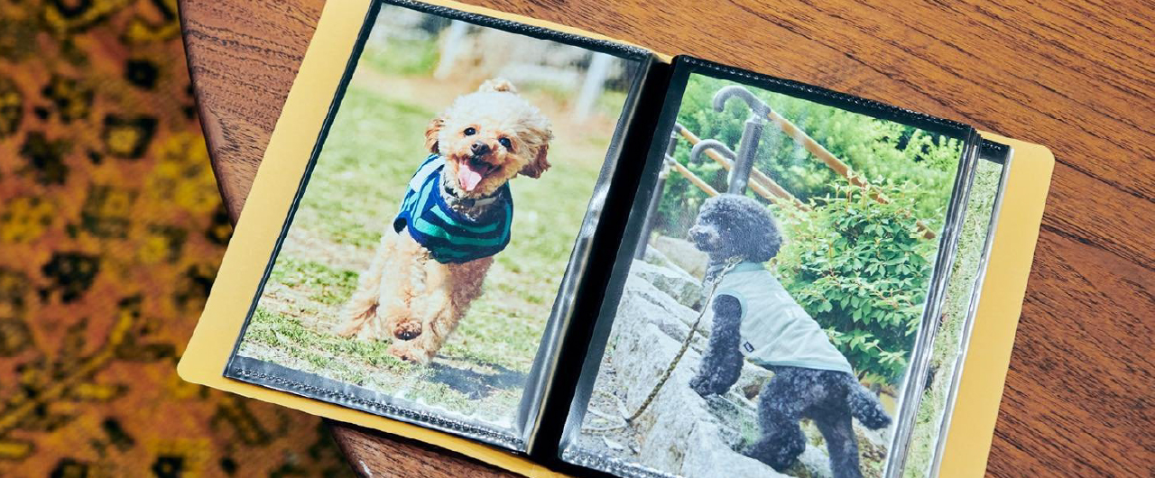 田頭さんが一緒に暮らしているトイプードルの写真の画像です。