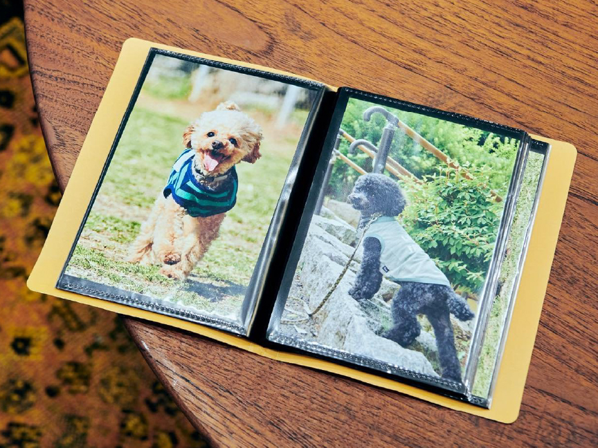 田頭さんが一緒に暮らしているトイプードルの写真の画像です。