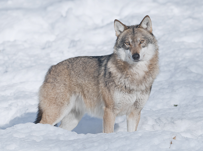画像：雪の中でこちらを見つめるオオカミ