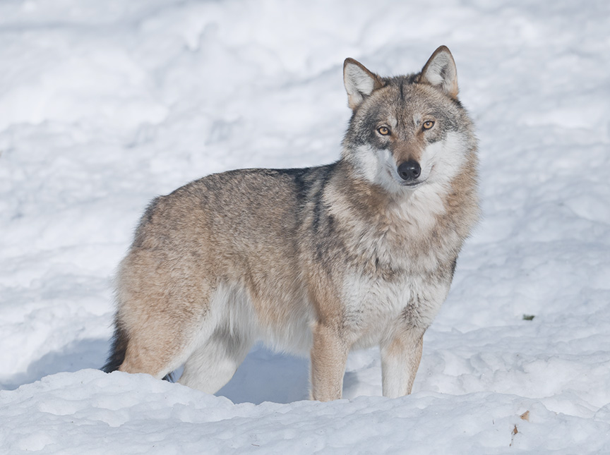 雪の中に佇むオオカミ