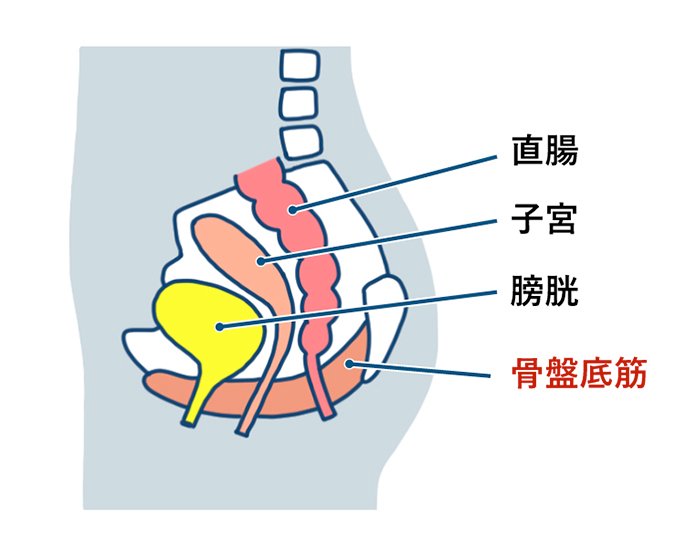直腸　子宮　膀胱　骨盤底筋