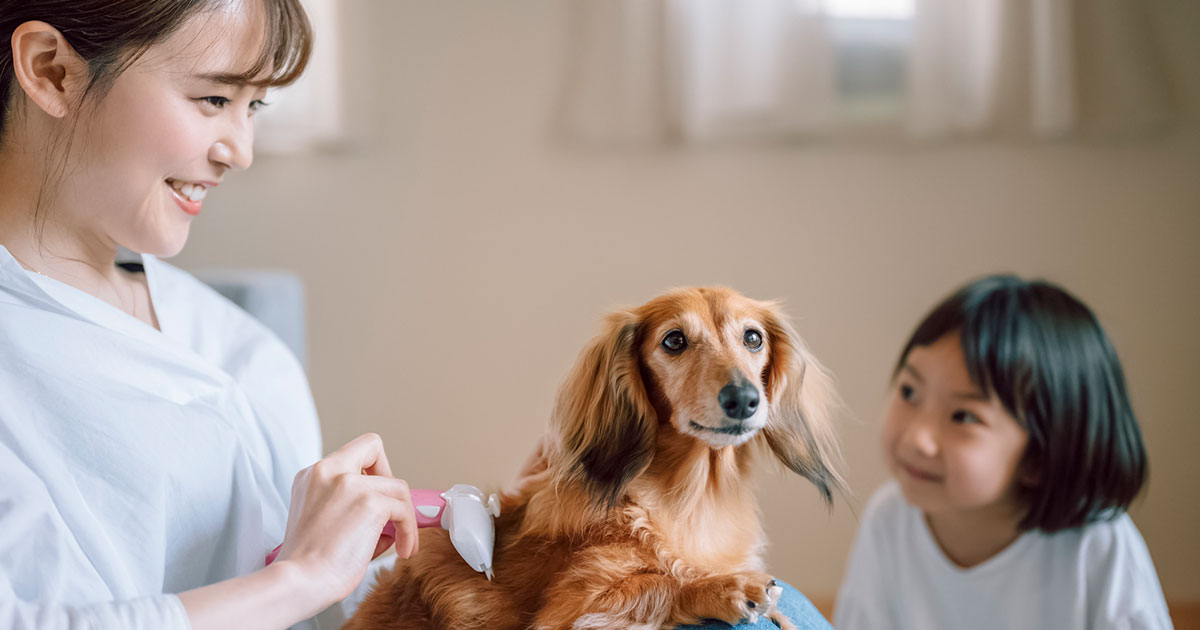 【獣医師監修】手軽で簡単、いつも清潔に。愛犬のおうちトリミング | ペット | UP LIFE | Panasonic