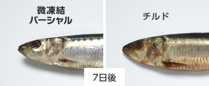「微凍結パーシャル」と「チルド」でそれぞれ7日保存した鮮魚の比較です。微凍結パーシャルは色が鮮やかなままですが、チルドは色が黒ずんでいます。