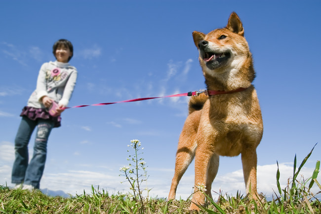 【花粉に悩むドッグオーナー400名に調査】愛犬が花粉に悩んでいると感じる人は約3人に1人～愛犬との花粉対策共通点は「家電を活用した室内環境の浄化」・効果を期待する対策上位は家電活用による花粉除去～