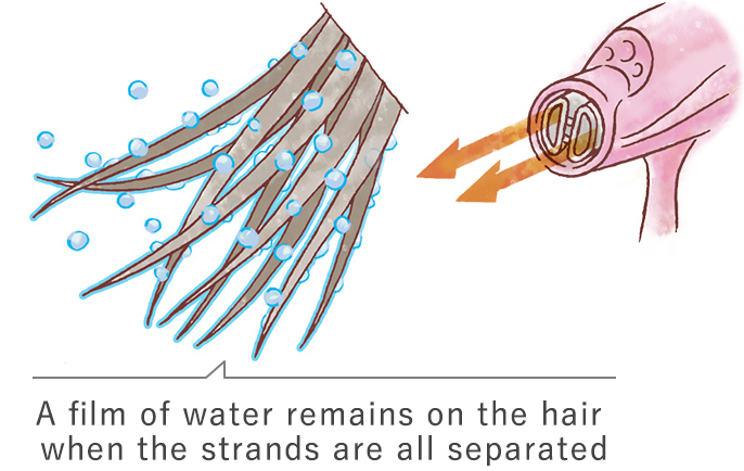 A film of water remains on the hair when the strands are all separated