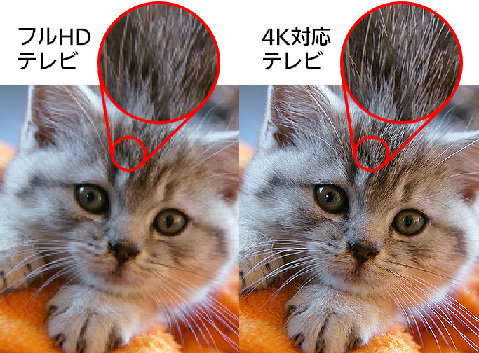 猫や犬の可愛い表情 モフモフの毛並みを4kで見よう Digital Fun 4k液晶 有機elテレビ ビエラ 東京オリンピック パラリンピック公式テレビ Panasonic